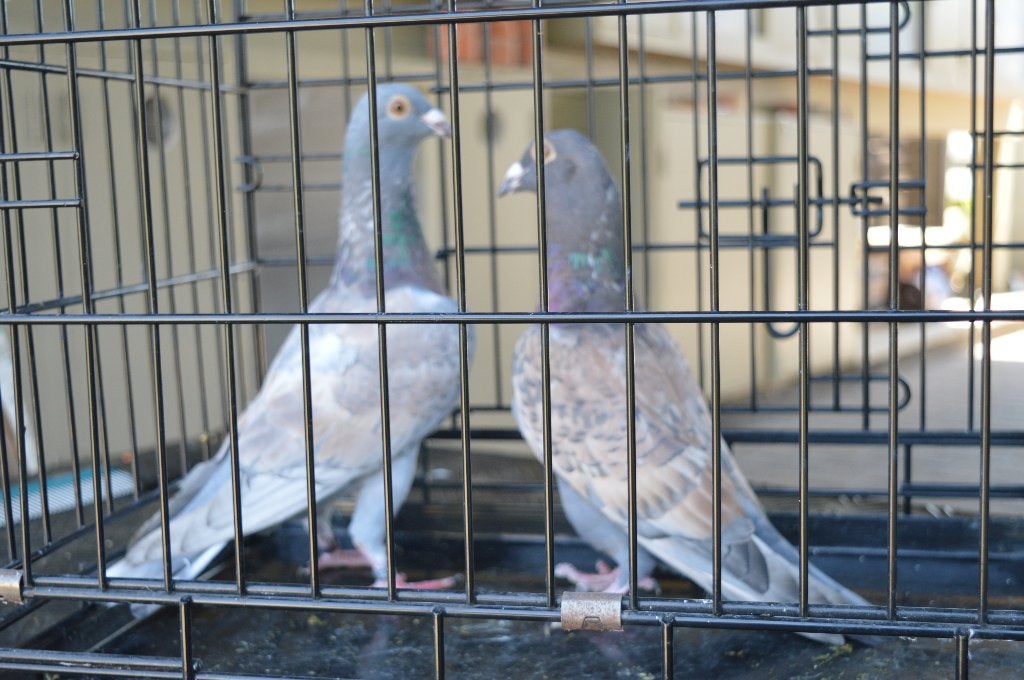 kleurpostduiven, Mâle, Pigeon voyageur