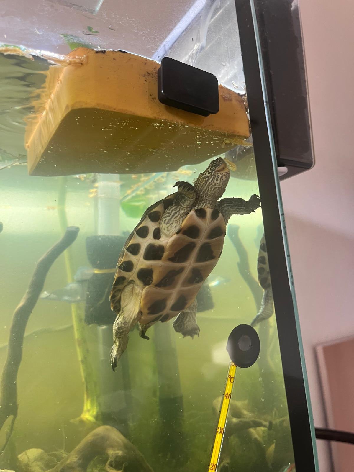 schildpad te koop, Dieren en Toebehoren