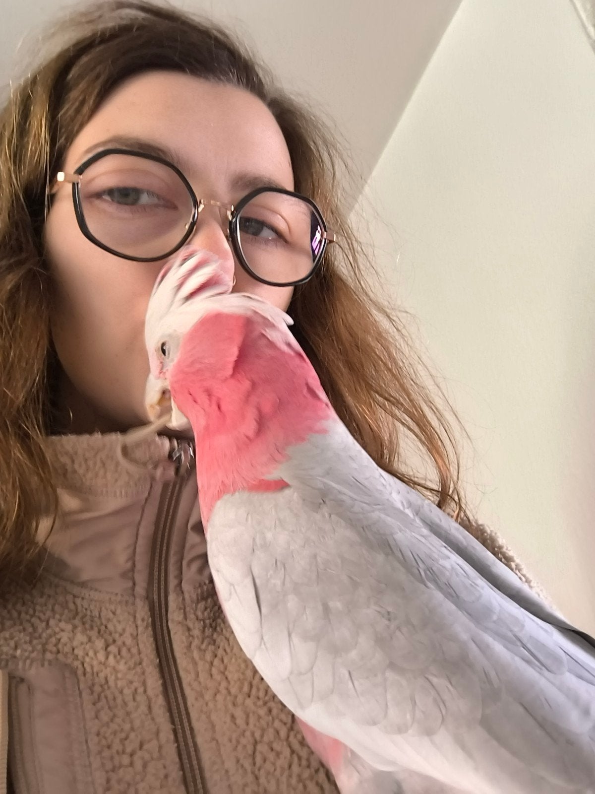 Tamme rose kaketoe, Dieren en Toebehoren, Tam