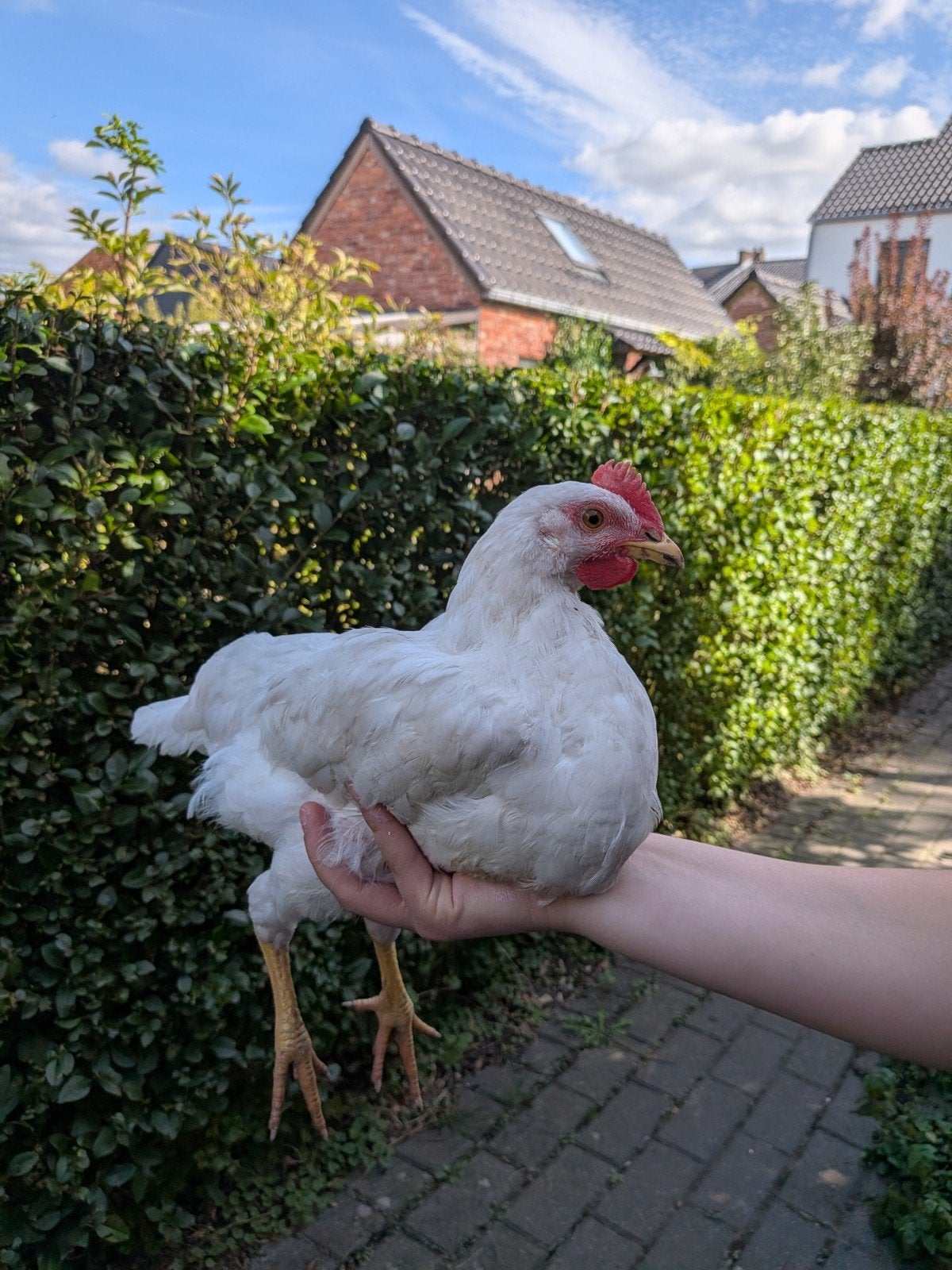 witte jonge leghorn haan., Dieren en Toebehoren