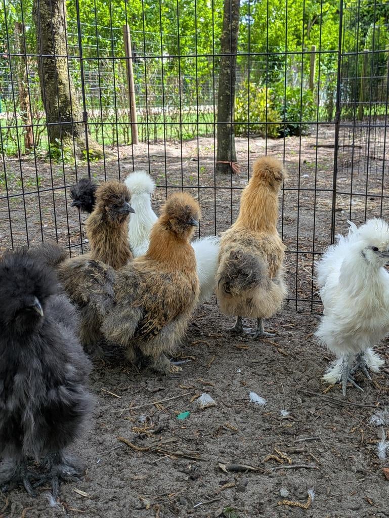 Zijdehoen kriel, Dieren en Toebehoren