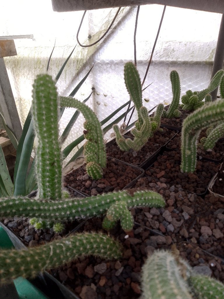 mooie cactussen, Ophalen