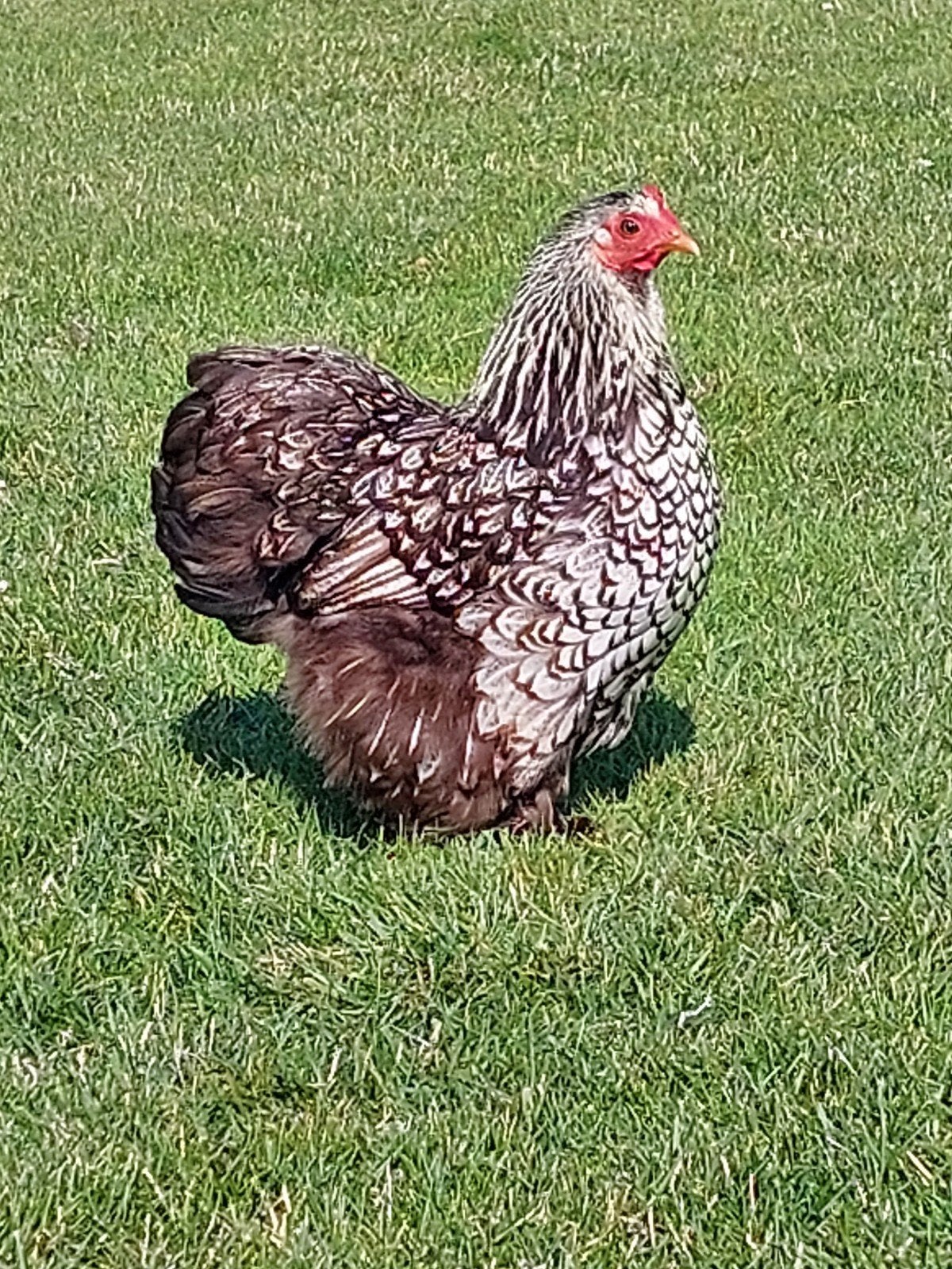 Bantam de Cochin, Animaux & Accessoires