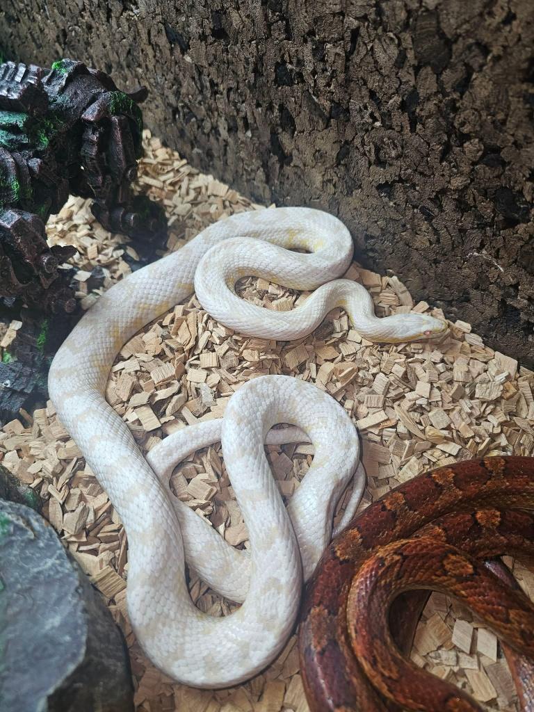 korenslangen met terra 4 vrouwen en 2 mannen, Animaux & Accessoires, Serpent, Domestique, 3 à 6 ans