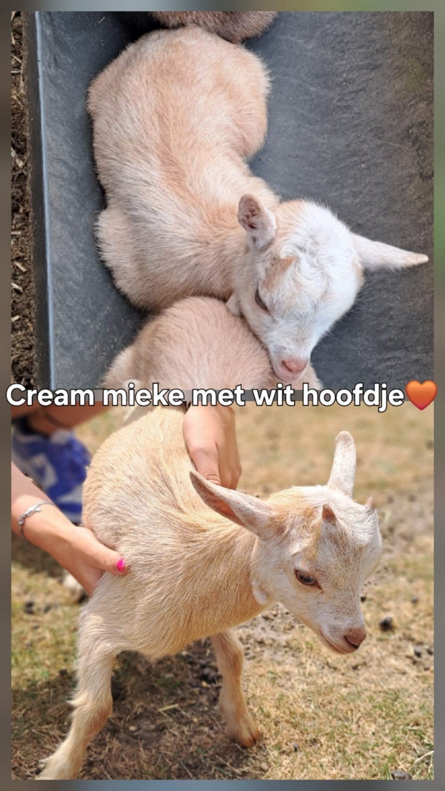 4 jonge Miekes zoeken een nieuwe stal