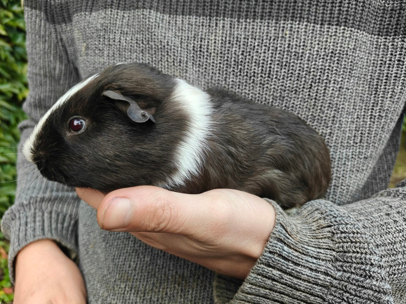 5 mooie cavia mannetjes / beertjes te koop, Animaux & Accessoires, Août, Mâle, Cobaye