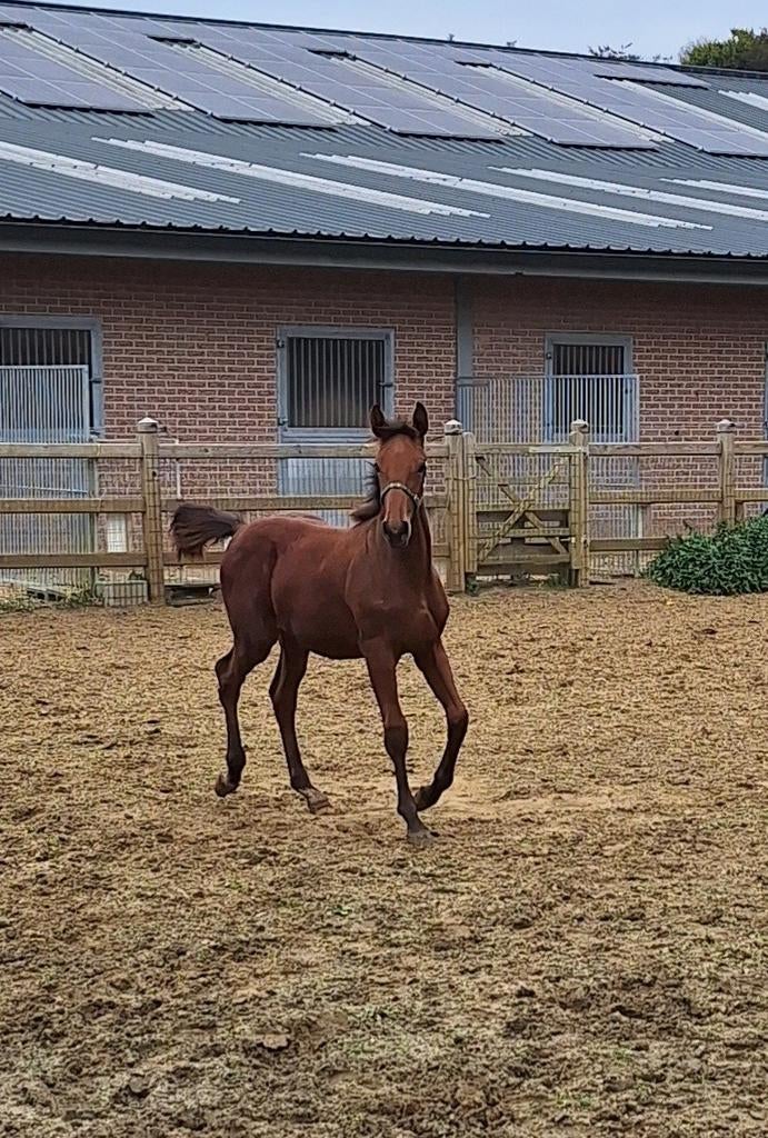 Jaarling hengst don't touch tiji hero x Nabab de rêve, Dieren en Toebehoren, Paarden, Hengst