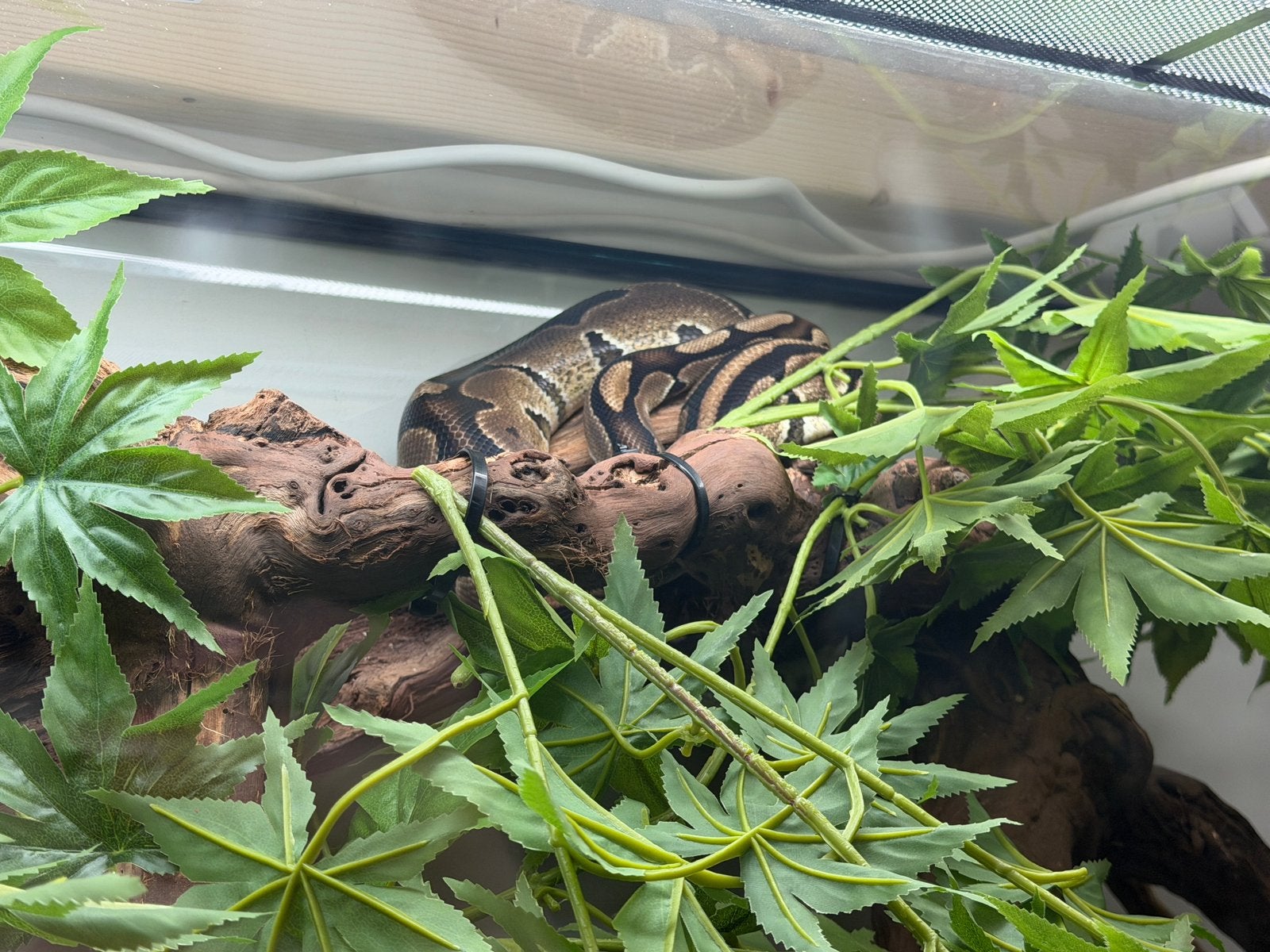 Konings python te koop 5 jaar