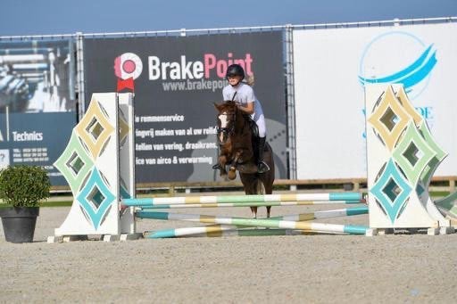 Getalenteerde B pony, Animaux & Accessoires, Poneys, Poney B (1.17 m à 1.27 m), Hongre, M, Avec pedigree