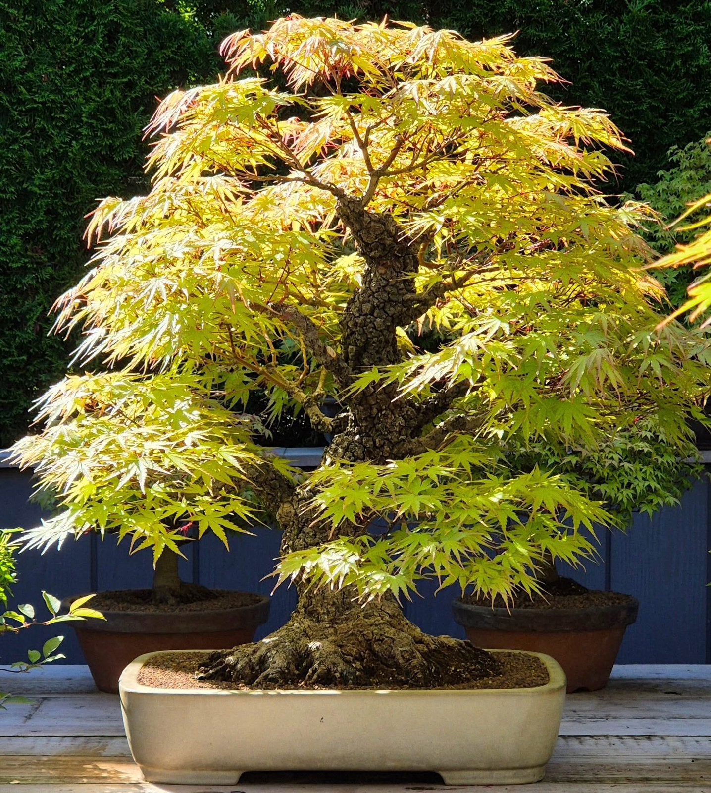 Bonsaï Acer Arakawa, Enlèvement