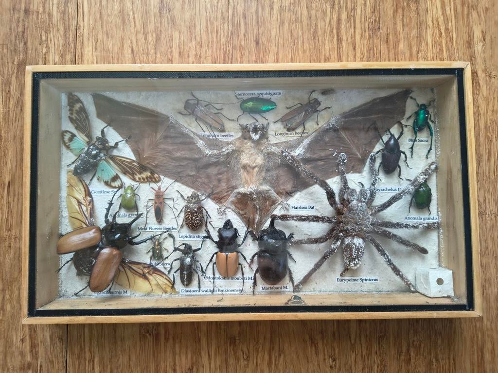 Grote Taxidermie Stolp/Kast - Insecten, Vogelspin Vleermuis, Ophalen of Verzenden