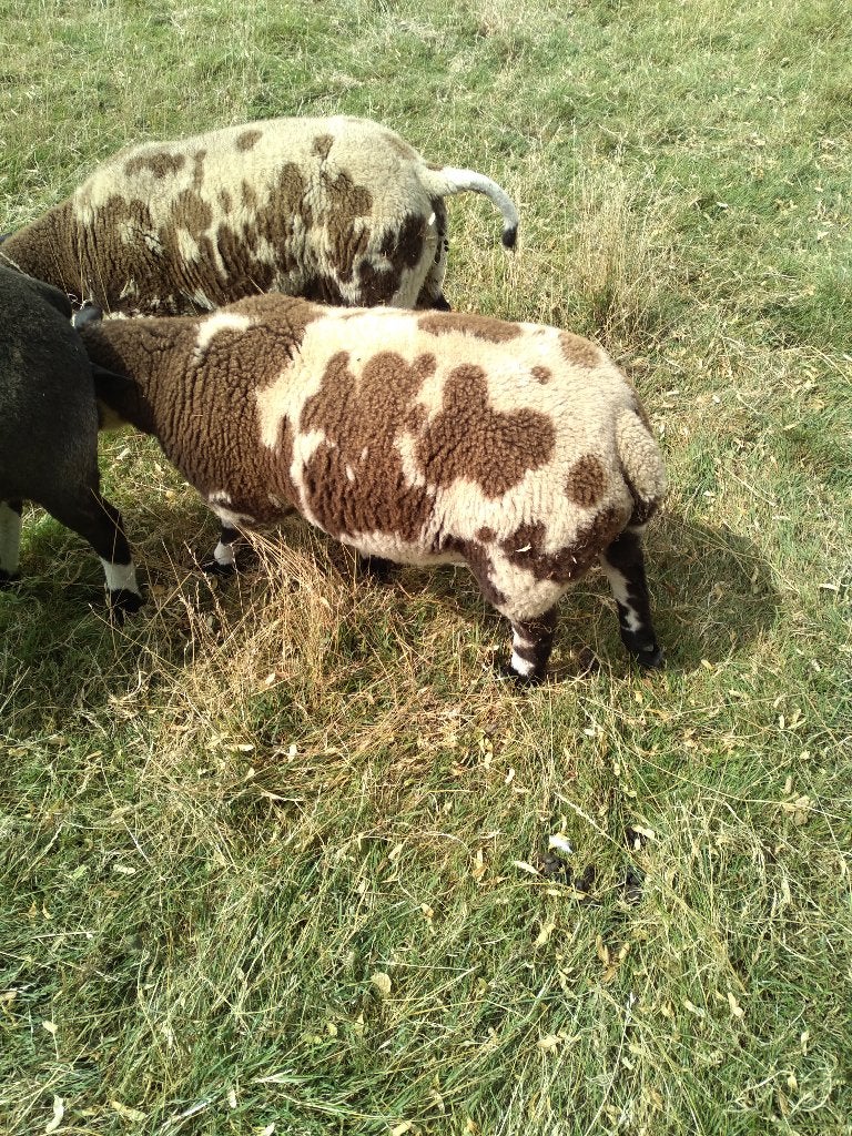 3 rammen, Dieren en Toebehoren, Schapen, Geiten en Varkens, Mannelijk, Schaap, 0 tot 2 jaar
