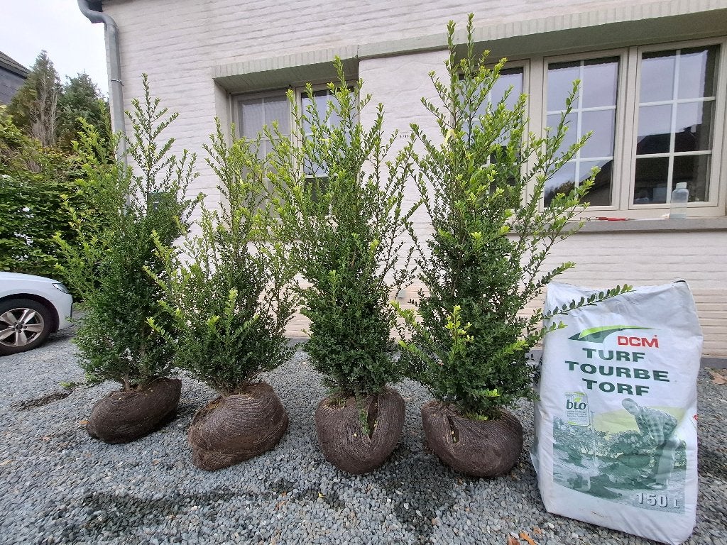 4 x Ilex crenata, Tuin en Terras, Ophalen, Halfschaduw, Overige soorten, 100 tot 250 cm