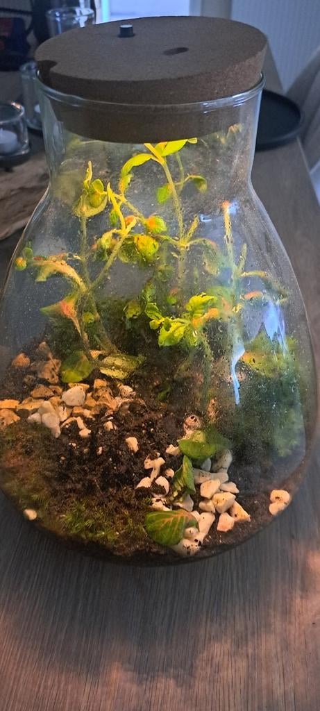 Terretorium plant, Tuin en Terras, Planten | Tuinplanten, Ophalen