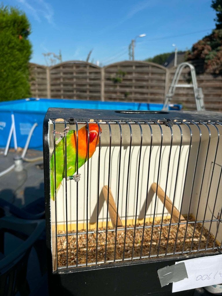 D groen opaline/Ino Fischeri MAN 2026, Dieren en Toebehoren, Vogels | Parkieten en Papegaaien, Mannelijk, Dwergpapegaai of Agapornis
