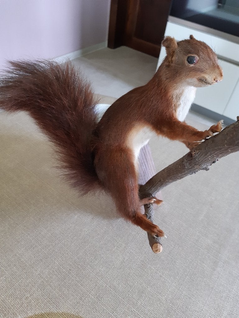 opgezette eekhoorn, Diversen, Ophalen, Gebruikt