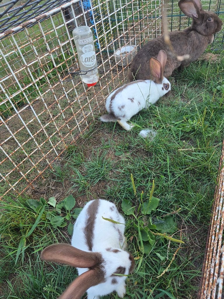Lotharinger, reuzevlinder, Mannelijk, Groot, 0 tot 2 jaar
