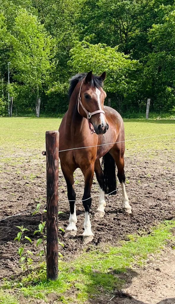 5 jarige  welsh merrie, Jument