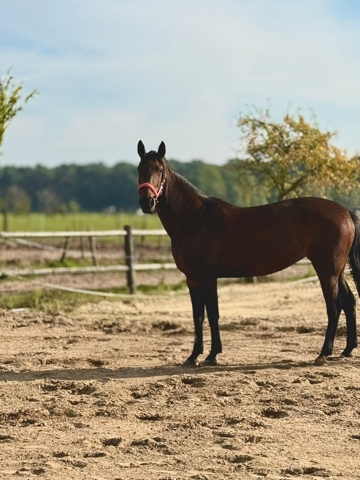 Draver te koop, Dieren en Toebehoren, Paarden, Merrie
