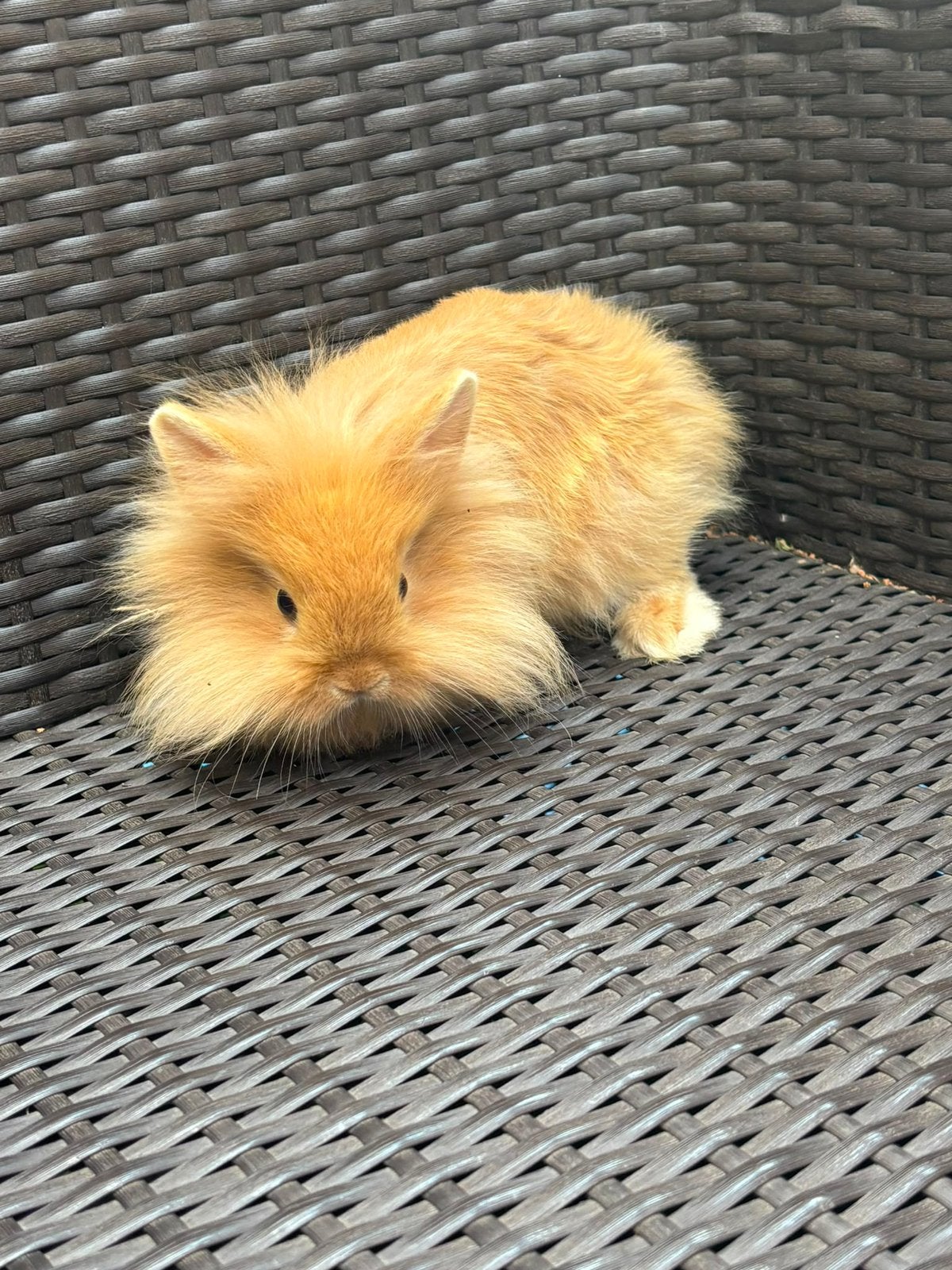 Lapin nain tete de lion et belier, Mâle, Nain