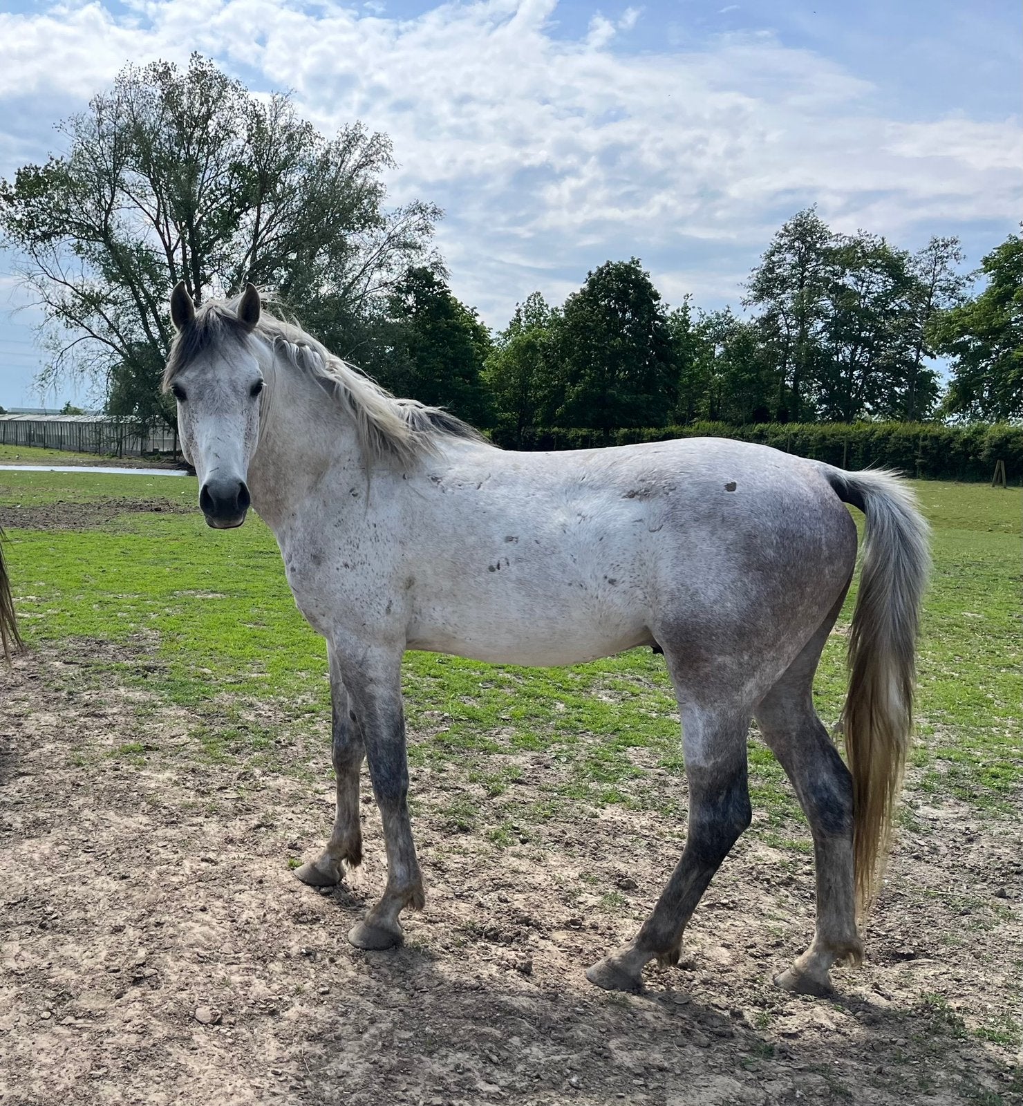 Étalon à vendre 4-12-19, Animaux & Accessoires