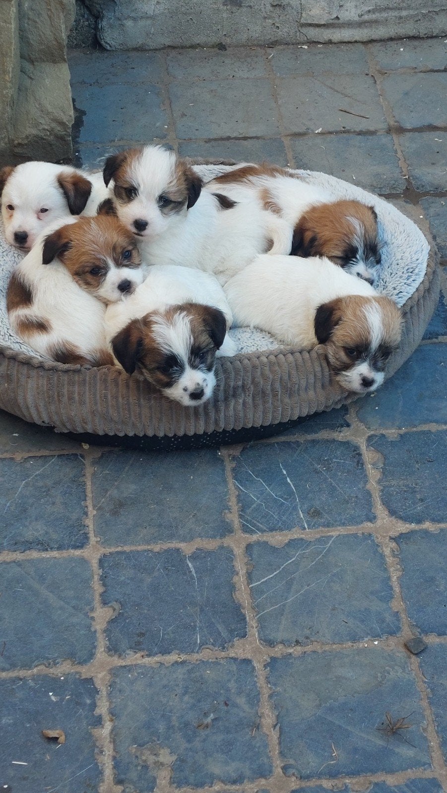 ruwharige Jack Russell pups, België, Particulier, Meerdere, Meerdere dieren