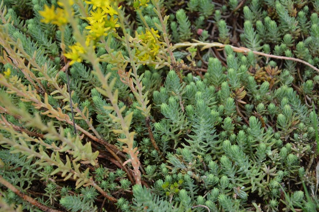 Sedum Sediforme, Tuin en Terras, Ophalen, Overige soorten, Minder dan 100 cm