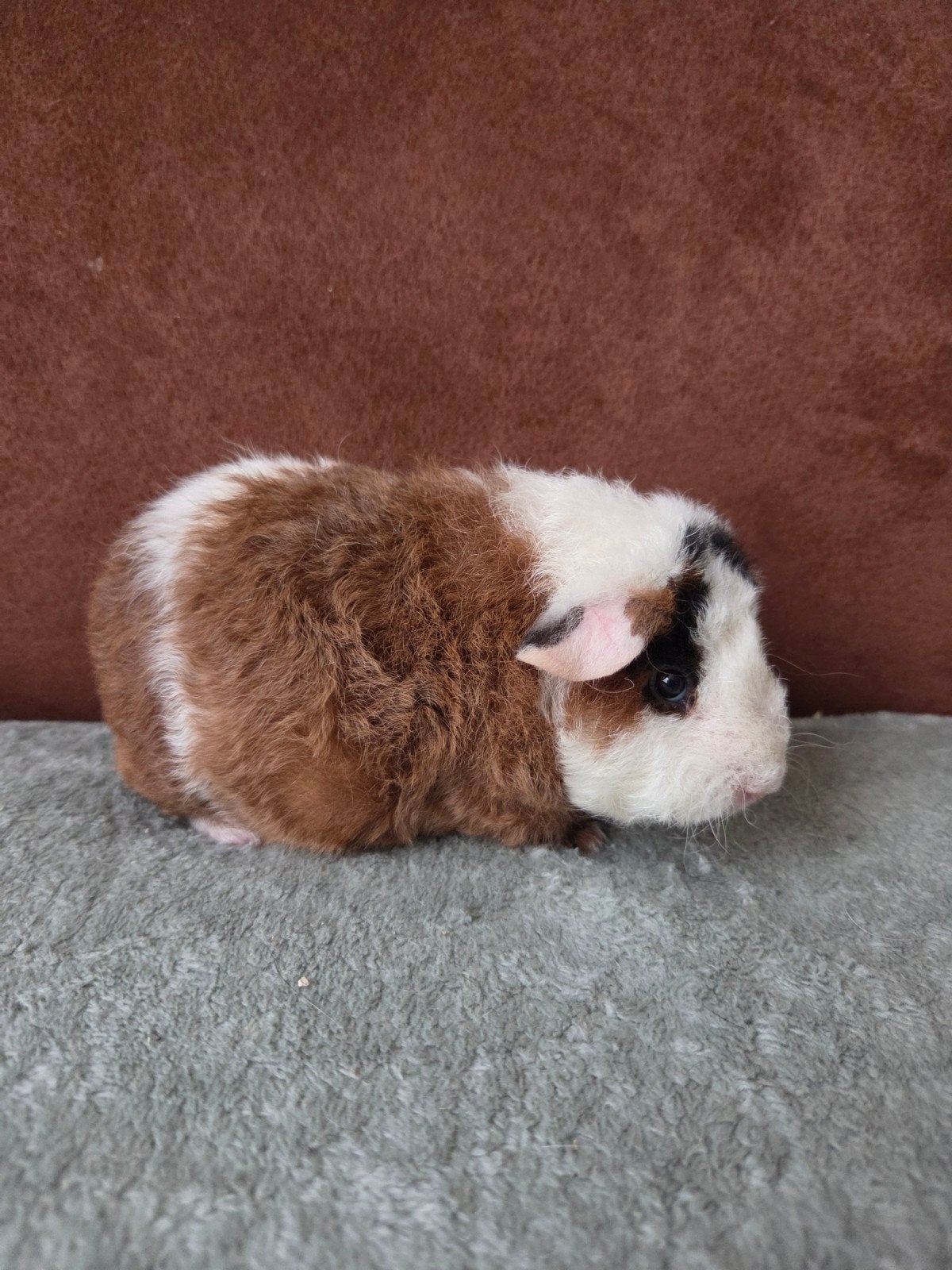 nederland jong cavia zeugje, Dieren en Toebehoren, Cavia, Vrouwelijk, Tam, September