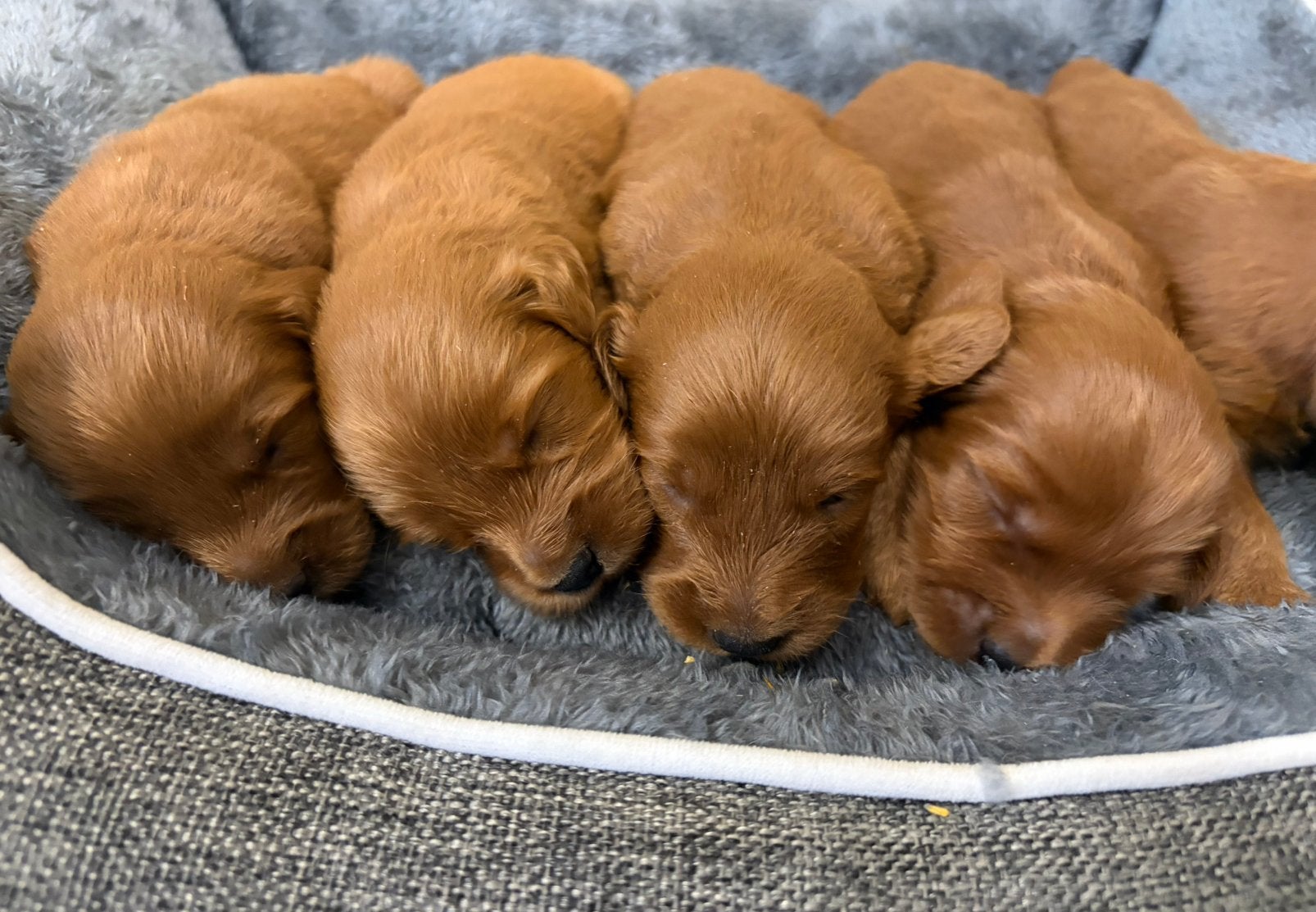 Prachtige abrikoze Labradoodle pups met Vlaams stamboom, Dieren en Toebehoren, België, 8 tot 15 weken, Meerdere, Fokker | Professioneel