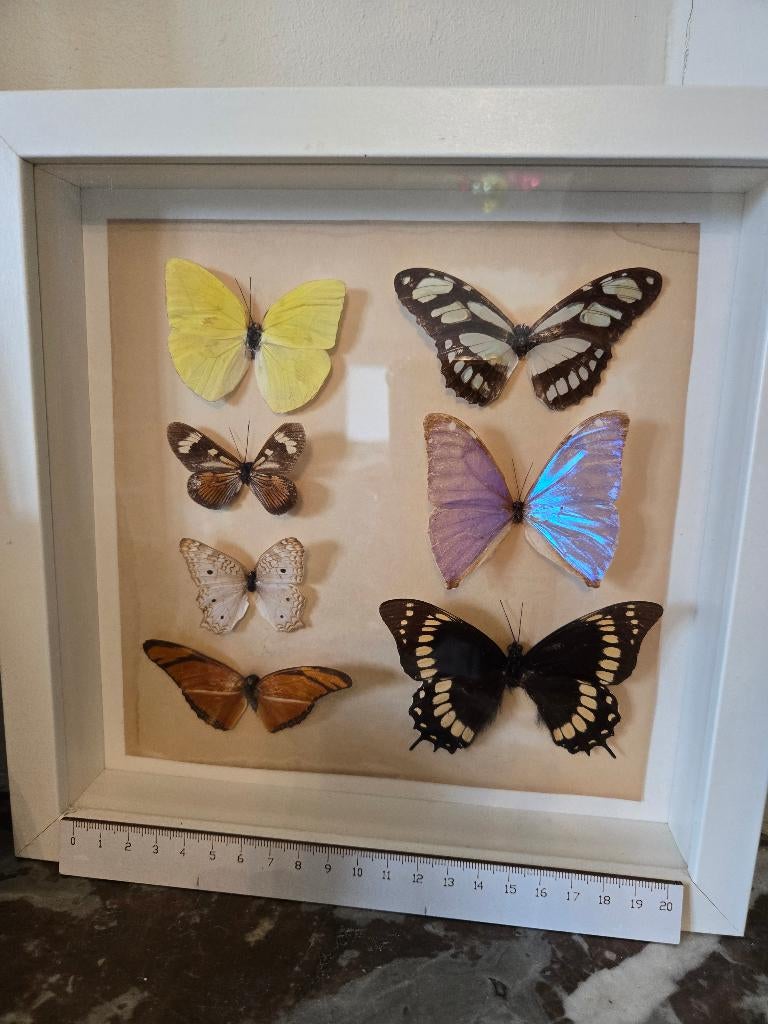 2 kaders met opgezette exotische vlinders – natuurdecoratie, Ophalen of Verzenden