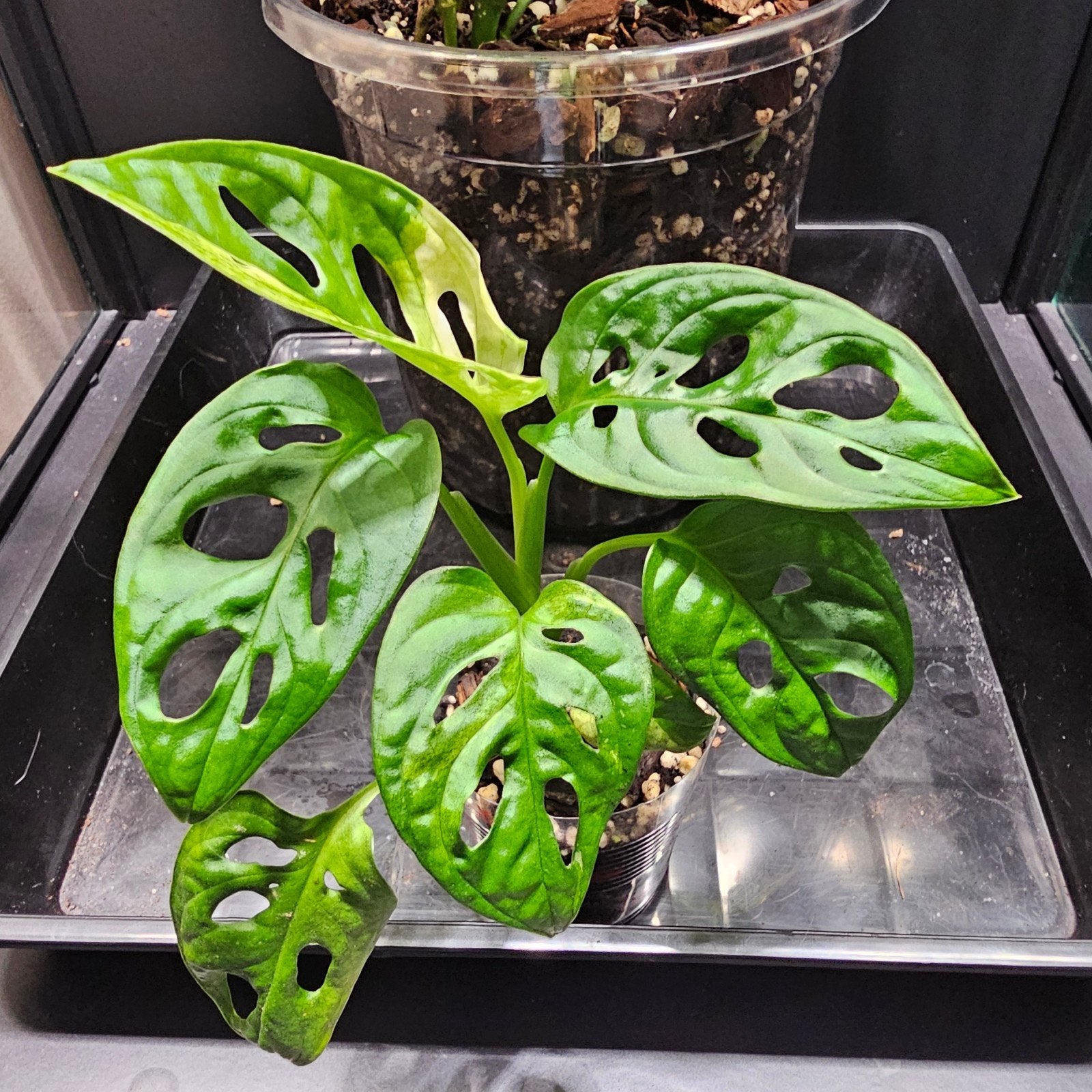 monstera adansonii archipelago, Autres espèces, En pot, Enlèvement ou Envoi, Moins de 100 cm