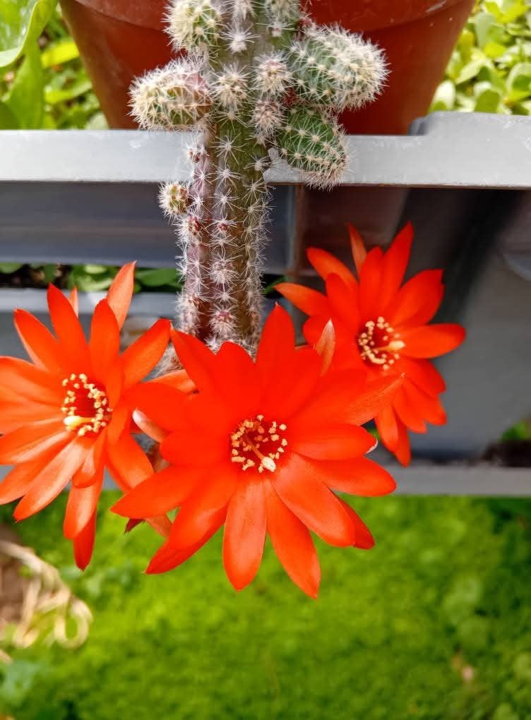 Cactus, Tuin en Terras, Ophalen