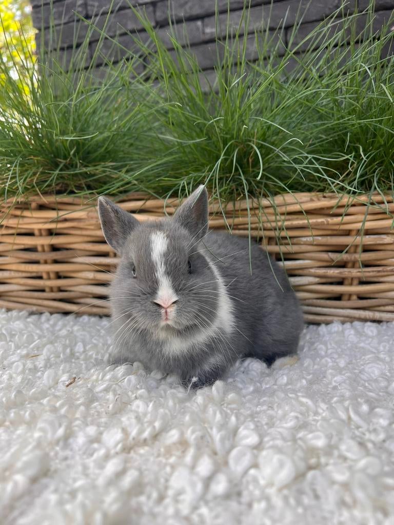 Kleurdwerg rammetje, Dieren en Toebehoren