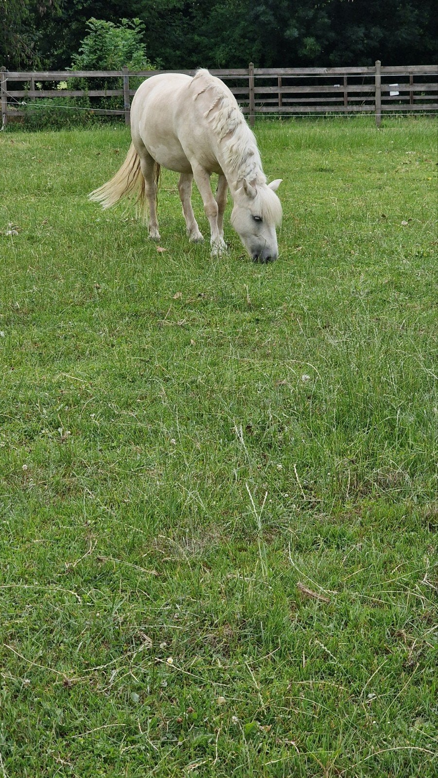 palomino C pony, Animaux & Accessoires, Hongre, Poney C (1.27 m à 1.37m), Poney de dressage, 7 à 10 ans