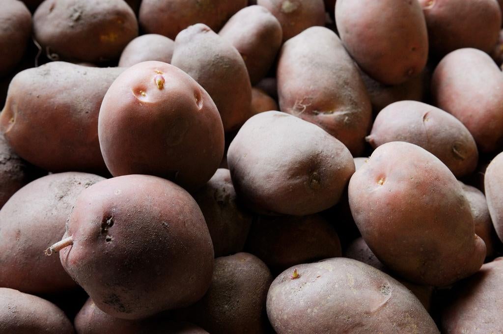 pootgoed frieslander + première, Ophalen