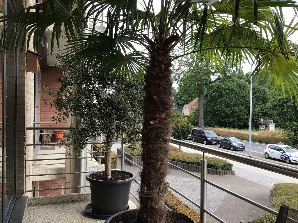 Palmboom, Tuin en Terras, Planten | Bomen, 100 tot 250 cm, Palmboom, Ophalen, Volle zon