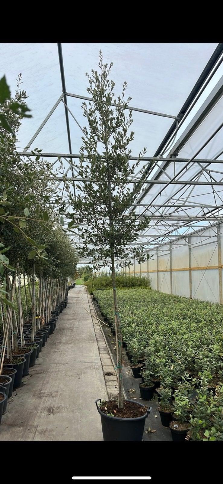Quercus ilex, Enlèvement, Comme neuf