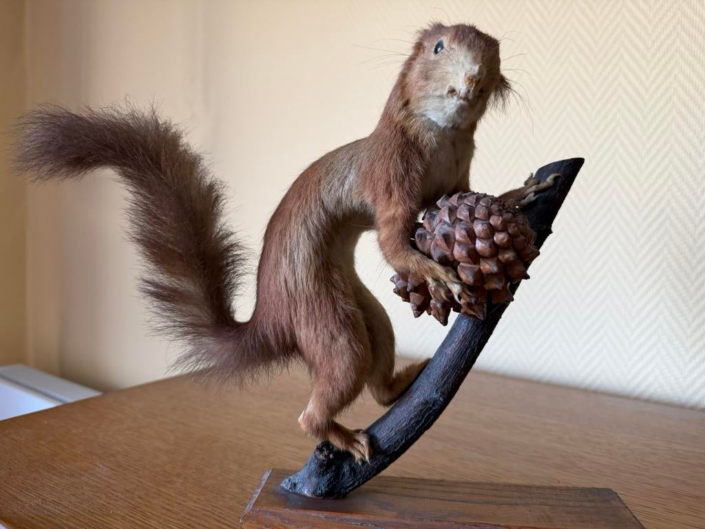 Taxidermie : écureuil, Enlèvement, Autres, Animal empaillé