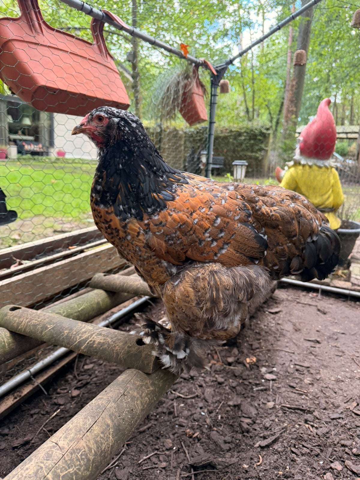 Brahma groothoender porselein hennen, Dieren en Toebehoren, Vrouwelijk, Kip