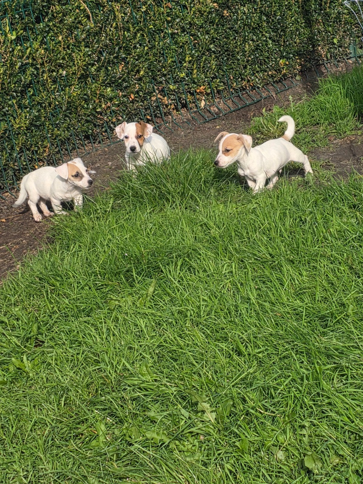 mooie jack russel pup's, Dieren en Toebehoren, België, Jack Russell Terriër, Reu, CDV (hondenziekte)