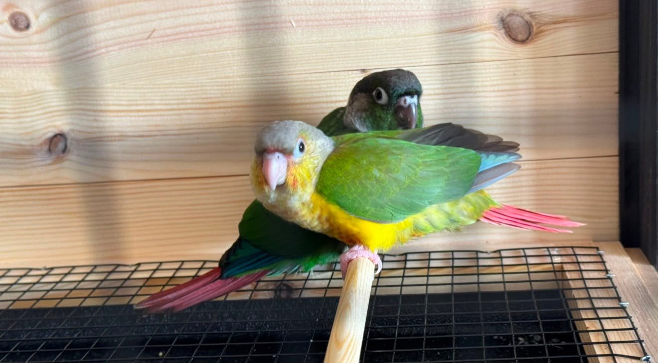 Te koop: Koppel Groenwangparkieten met kooi – €550, Mannelijk, Papegaai, Geringd