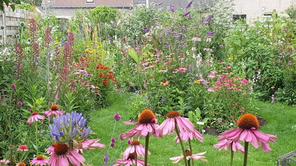 GEEN potjes meer nodig !!, Autres espèces, Ne fleurit pas, Annuelle, Enlèvement