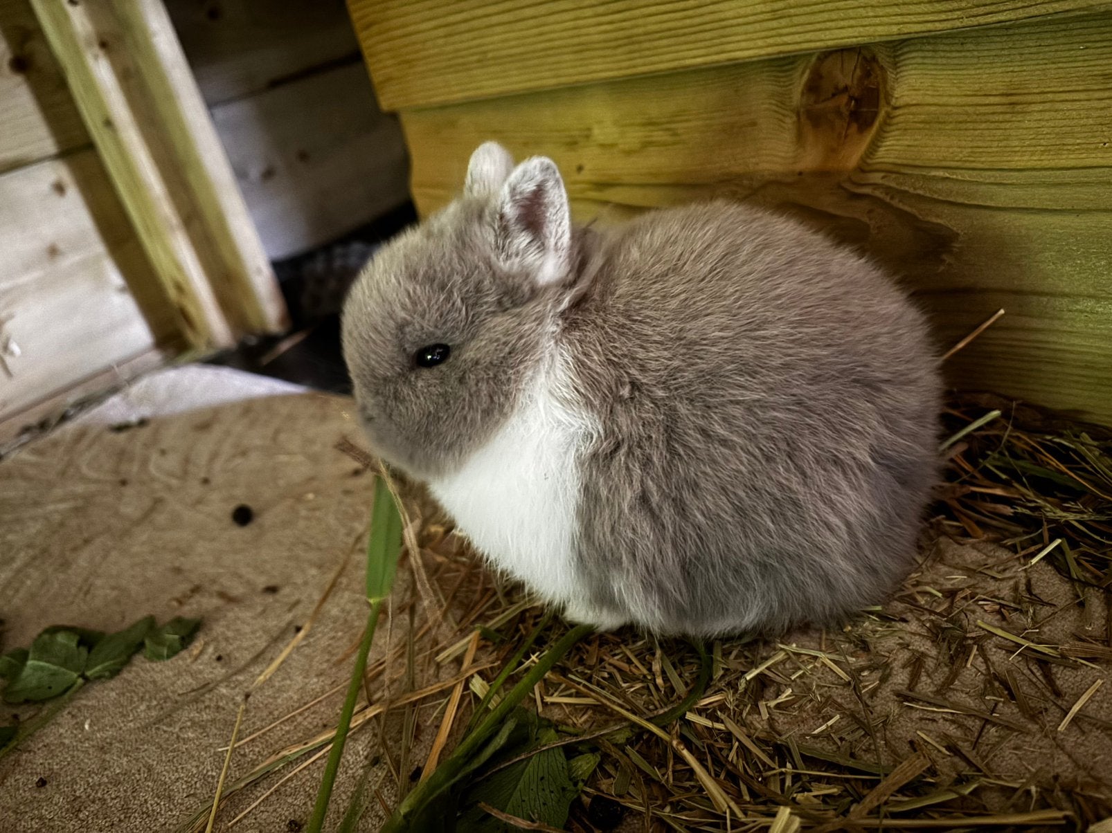 Kleurdwerg konijntje, Dieren en Toebehoren