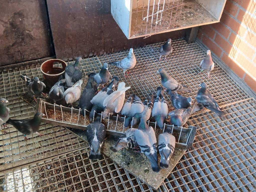 Duiven, Dieren en Toebehoren, Meerdere dieren