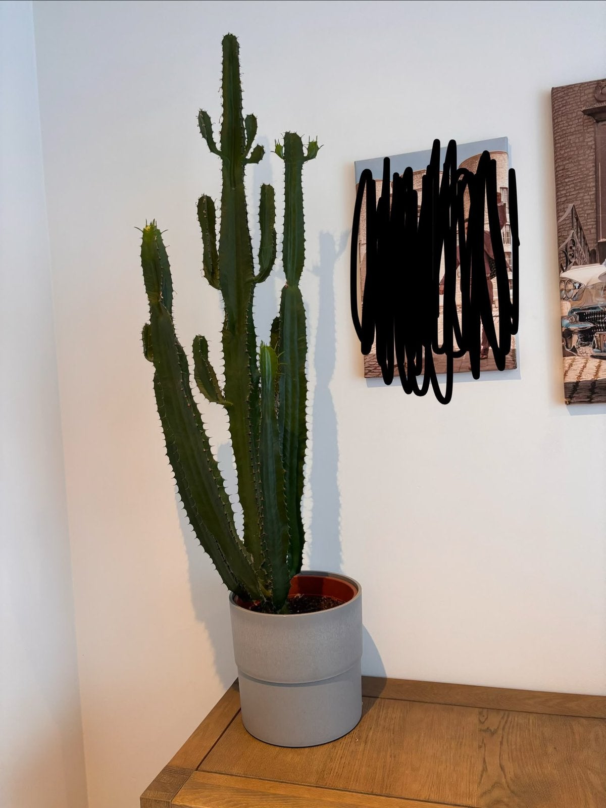 Cactus, Enlèvement, Cactus, 100 à 150 cm