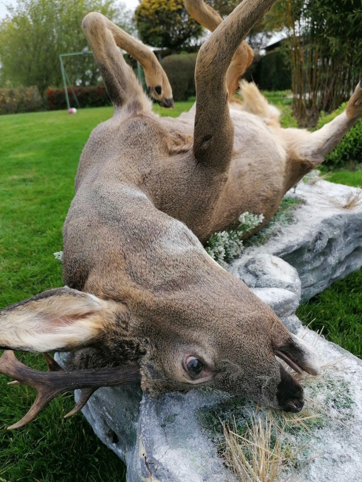 Taxidermie ree 2x + voetstuk, Antiek en Kunst, Ophalen of Verzenden