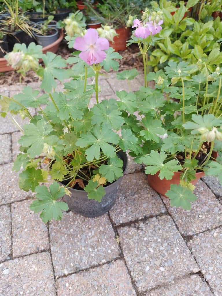 Ooievaarsbek, Tuin en Terras, Ophalen, Bodembedekkers, Vaste plant, Halfschaduw