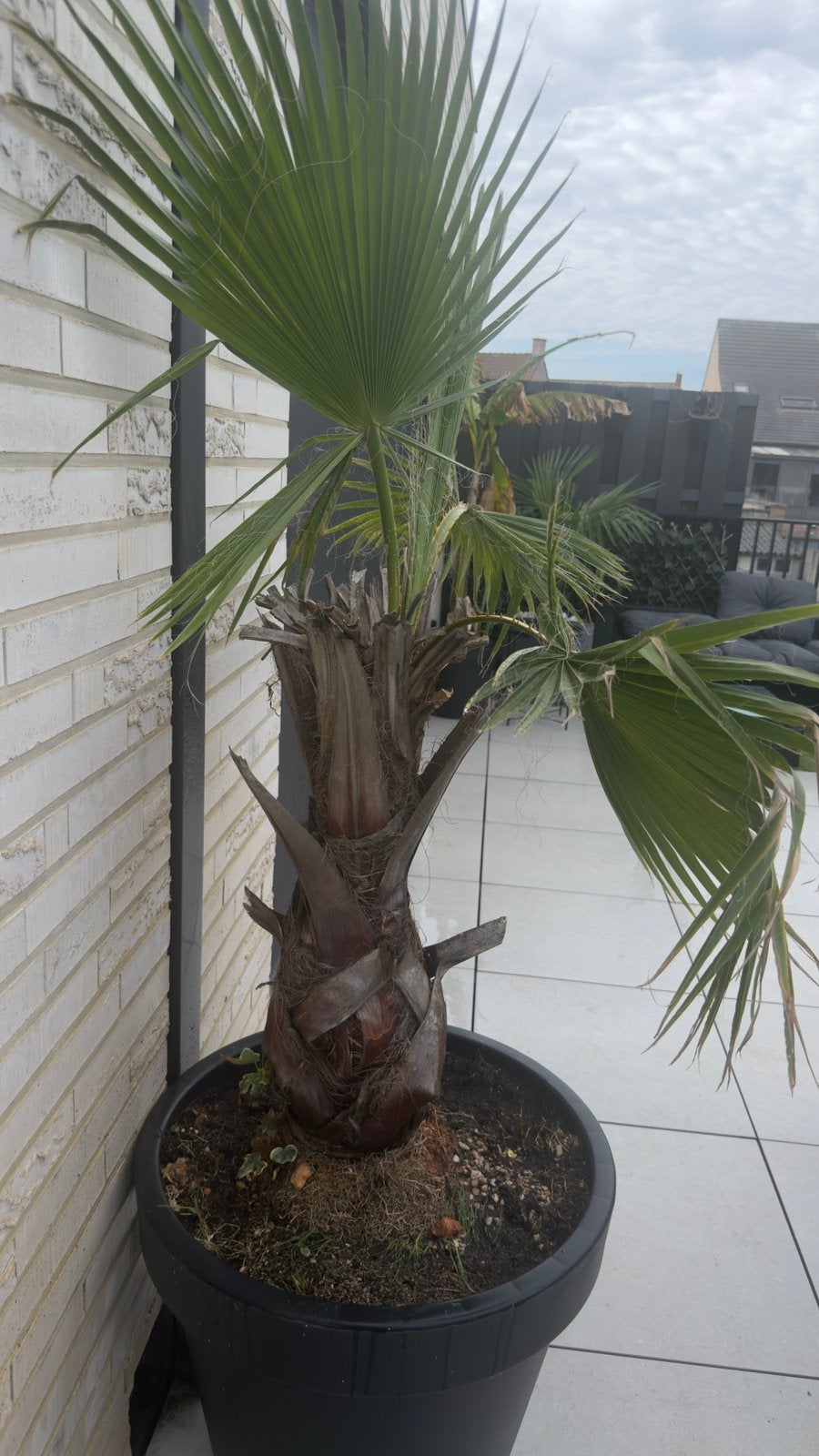 washingtonia robusta, En pot, Plein soleil, Enlèvement, Palmier