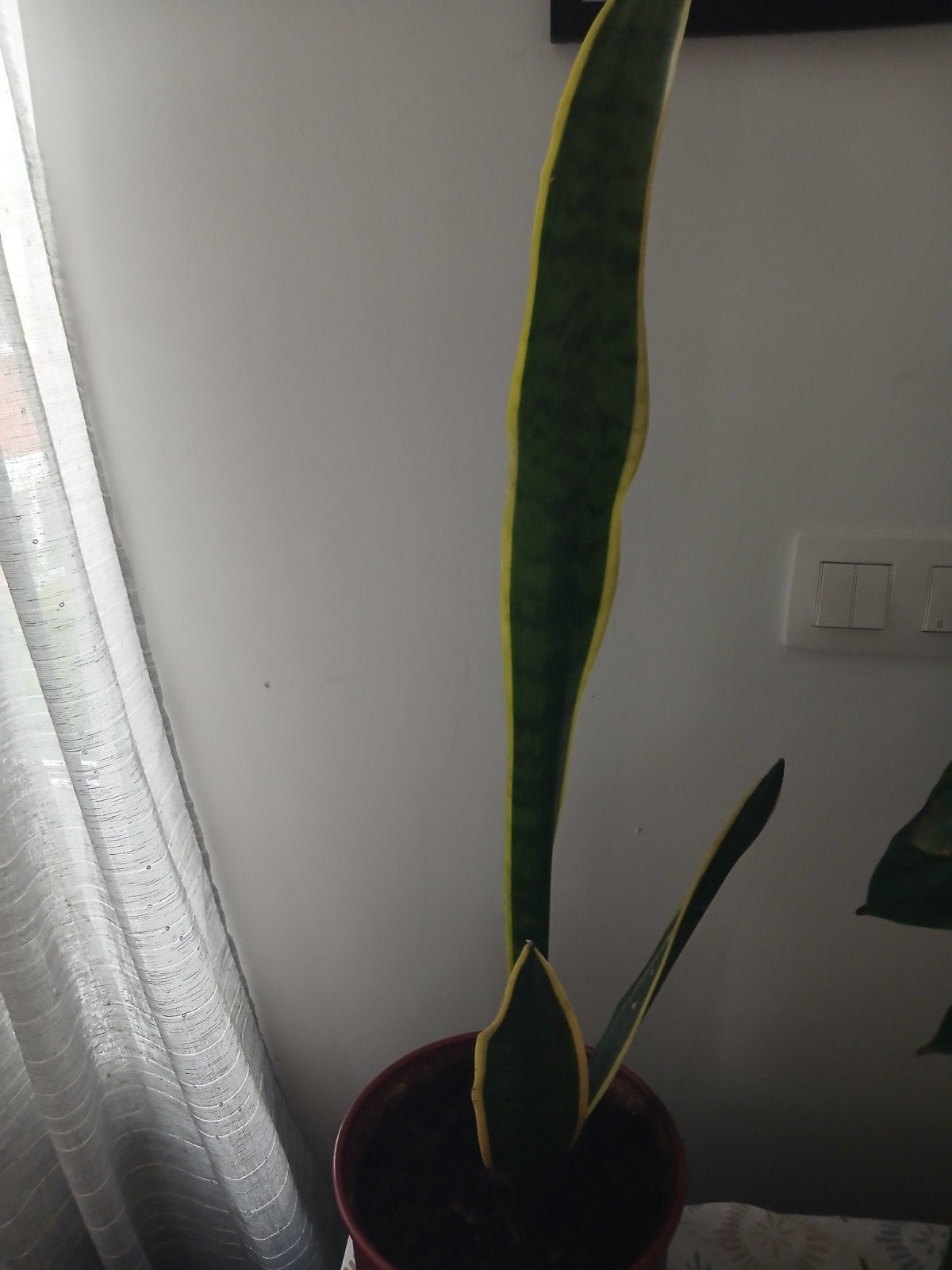 Plant met bloempot, Ophalen