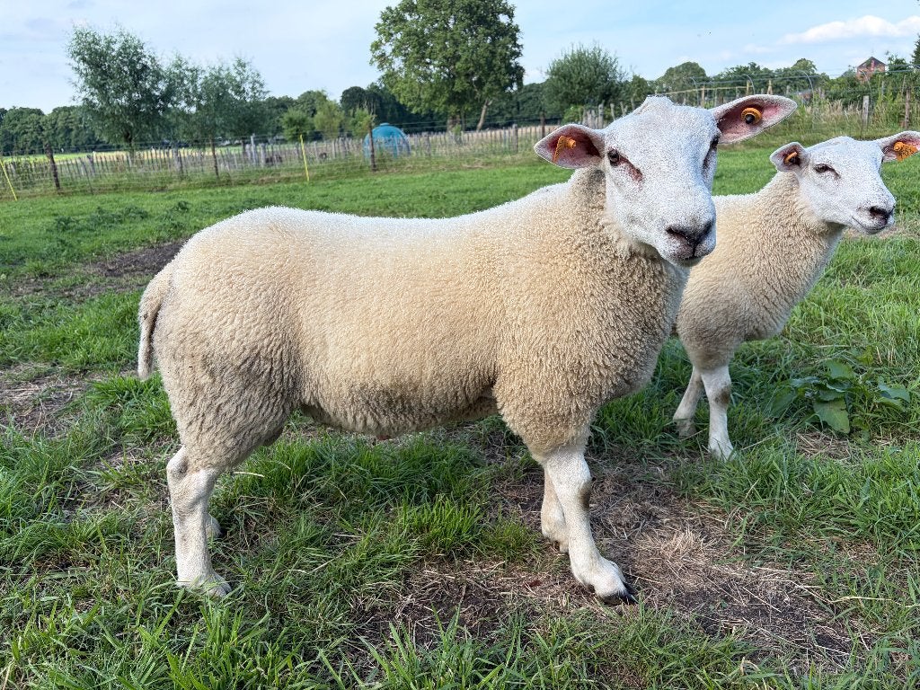 Swifter rammen, Animaux & Accessoires, Moutons, Chèvres & Cochons, Mouton, Mâle, 0 à 2 ans